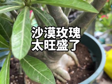 沙漠玫瑰养殖方法,太好养了,喜阳,浇水干透浇透,枝条多开花多。 #沙漠玫瑰 #养花小知识