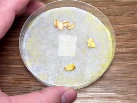 这次的黏菌比上次长得还好 #玩个很新的东西 #黏菌