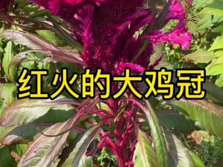 #南亩春耕#2022年新农人计划 #植物科普 鸡冠花除了有红颜色外,还有哪些颜色?
