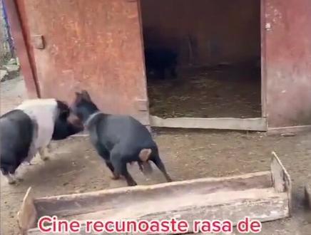 #狗狗 #搞笑视频 #搞笑段子 #动物 #动物世界 猪狗大战哈哈哈