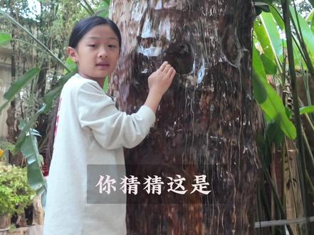 一颗树变成一个石头只需要1亿年 我在云南芒市学到了树是怎么变成石头的......#游学 #知识分享 #云南 #亲子旅游