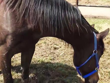 马蹄的威力有多大! #内容启发搜索