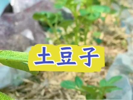 土豆的间苗打顶一定要去做#土豆 #马铃薯 #洋芋 #土豆种植