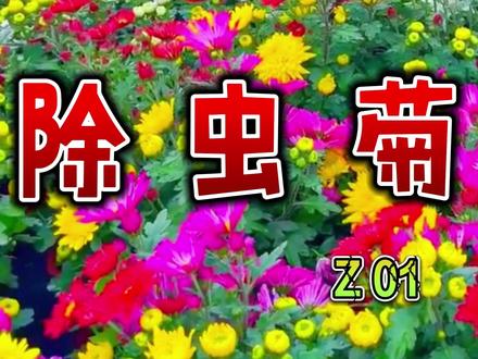 这个#除虫菊 也太美了,种植简单易成活,不仅好看还能驱蚊虫,阳台庭院变花园#菊花#花卉绿植