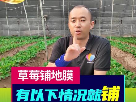 草莓什么时候铺地膜才合适?几个方面收藏记好!#农业种植 #三农 #抖音助农 #草莓种植技术#来抖音学农技 #铺地膜#新农人计划2022#知识分享 @抖音小助手