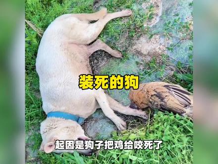 狗子扛住了大逼斗,没扛住底层代码 #降智打击 #狗子的迷惑行为 #离谱操作 #搞笑视频