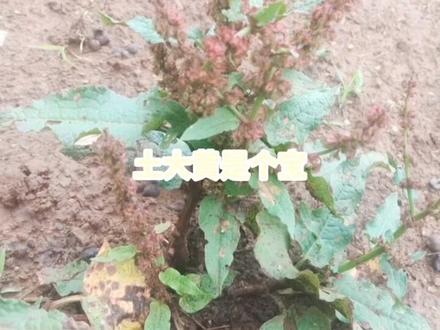 土大黄(蓼科 酸模属)苦 寒 清热解毒 主治便秘 消化不良 神经性皮炎 疮 癣 烧伤 烫伤等等 它的药用价值极高,可以用来收藏备用。#土大黄 #野生药材 ##中草药 #采药人