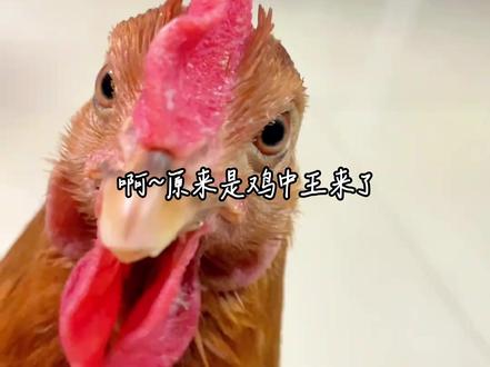 谁都可以分享生活,包括已经修成人形的鸡王(cr.@向田(我不是鸡王)) #养鸡 #万万没想到 #抽象 #搞笑 #科学养鸡