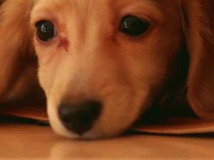 狗被打怕了,如何恢复信任?#萌宠 #萌宠出道计划 #家有萌宠 #宠物 #铲屎官的乐趣 #萌宠百科 #狗狗