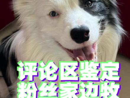 评论区随机鉴定粉丝家边牧 上电视上电视! 大家快来投稿 评论区随机抽粉丝家边牧上电视 快来快来!!#陨石边牧 #边境牧羊犬 #养宠知识 #养狗经验分享 #边牧 @DOU+小助手
