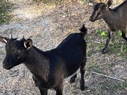 为什么火锅做仰卧起坐的时候答题卡会变成鸭蛋
#小羊 #精神状态belike