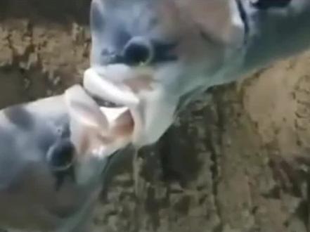 @抖音小助手 #涨知识 人为什么要变老?