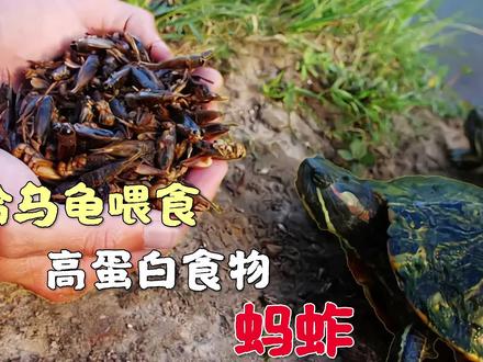 给乌龟喂食高蛋白食物,蚂蚱!#乌龟 #巴西龟 #水龟 #野外乌龟 #户外