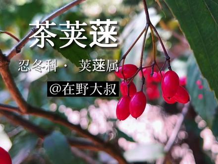 在野大叔|茶荚蒾
茶荚蒾 (Vburnum sotigerum Hance) 是忍冬科荚蒾属植物,茶荚蒾是中国特有的观赏植物之一。#植物 #山野自然 #大自然 #植物科普 #茶荚蒾