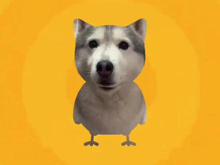 疯狂鸽子摇模板,已经給大家准备好啦 #剪映 #疯狂鸽子摇 #鸽子摇 #宠物的迷惑行为 #搞笑 鸽子摇ai教程