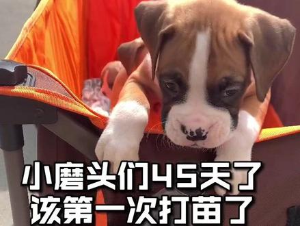 果然可爱才是万能的...结尾我很满意哈哈 #萌宠出道计划 #养宠进阶指南