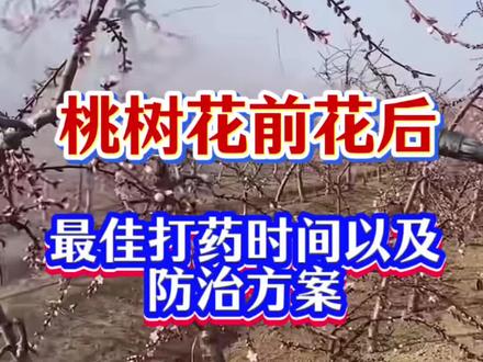 桃树花前花后药的最佳时间#桃树管理 #桃树花前药 #病虫害防治 #桃树蚜虫