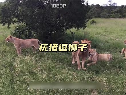 疣猪去挑逗狮子 没想到把自己搭进去了#神奇动物在抖音 #野生动物零距离 #动物的迷惑行为#狮子和疣猪