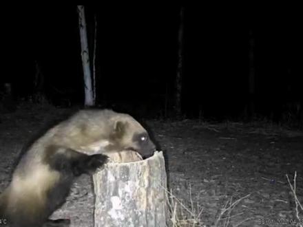 近距离拍摄砍都河国家级自然保护区里的国家一级重点保护动物貂熊也叫狼獾、月熊、飞熊、熊貂、山狗子、土狗子、掌熊#探秘大兴安岭