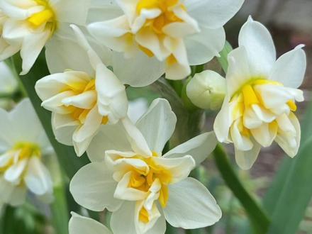 水仙花控制徒长全教程 #阳台小院均可种植 #水仙花#我的养花日常 #花卉绿植