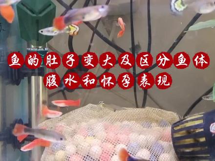 鱼体肚子大及区分腹水和怀孕表现 #养鱼 #孔雀鱼 #鱼友 #养鱼日记 #养鱼人 #精品孔雀鱼 #水族 #热带观赏鱼 #轻松养鱼 #新手养鱼日记