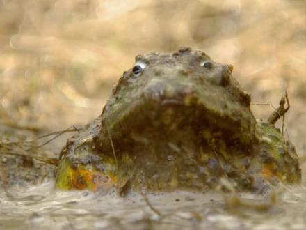 以毒S为食的非洲巨型牛蛙,居然也有软肋?#神奇动物在抖音 #动物 #奇闻奇事 #每天跟我涨知识 #真实事件