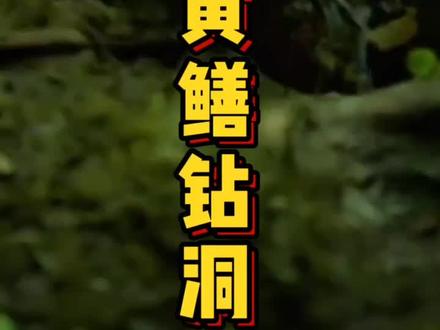 谁能想到黄鳝钻洞这么厉害呢~