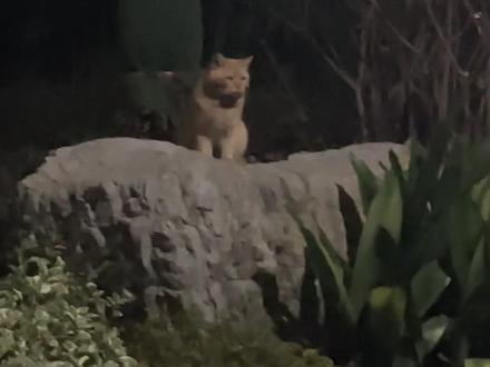 小区里的猫:? #情侣日常