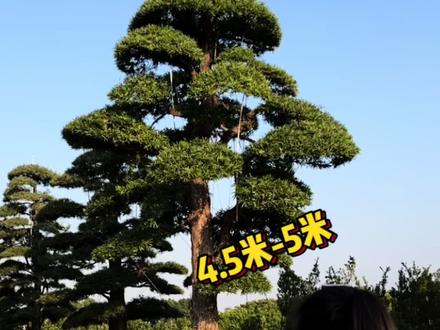 有位粉丝想要4.5米-5米高的 #进口罗汉松,像这样的 #罗汉松市场价只需要十几万 #别墅庭院植物