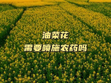 油菜花须要喷施农药吗? #农作物 #植物百科 #油菜花#蜜蜂
