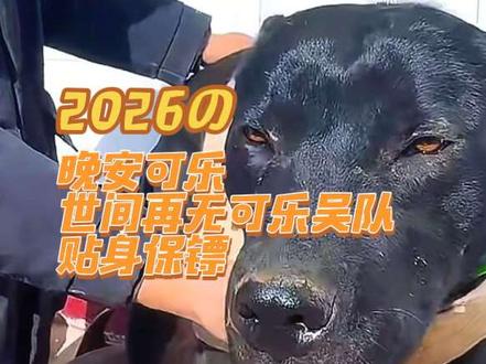 可乐,晚安,西北刀客重托可乐在2月4日护农时遇到大公猪,可乐腹部被打内伤当场牺牲,世间再无可乐,吴队的贴身保镖,去汪星做个快乐的天使。#西北刀客可乐 #猎犬 #猎犬护农 #狗狗 @西北刀客-公益护农 @西北刀客-机油手 @西北刀客-吴队 @西北刀客-徐晒晒 @西北刀客摄影-李