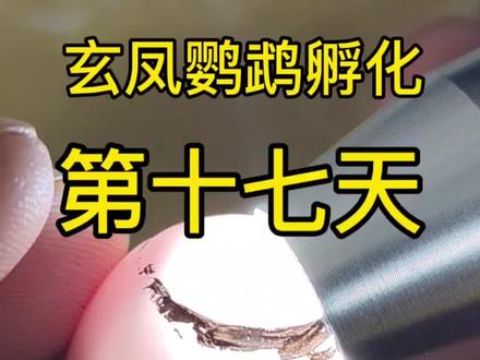 【玄凤鹦鹉孵化第 17 天进入啄壳关键期】蛋壳裂纹扩大,雏鸟头部可伸入气室呼吸,听到叫声则状态活跃。环境控制:温度保持 37.2-37.5℃(略降防过热),湿度提至 60%-70%(防蛋壳过干难啄破)。
注意事项:80% 雏鸟可自主出壳,勿随意人工干预;小头啄壳需开针孔透气孔,保持 70% 湿度;气室占比 1/3 为宜,过大可放湿毛巾增湿。多数雏鸟 24-40 小时出壳,超 48 小时无动静再轻敲观察,考虑辅助。#玄凤鹦鹉 #玄凤 #玄凤孵化 #孵化鹦鹉 #玄凤蛋孵