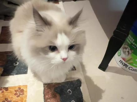 谁家还没有一只犟猫#布偶猫 #猫咪的日常