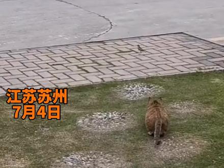江苏苏州,猫捉小鸟又快又准,网友:敏捷!明明可以凭本事吃饭。