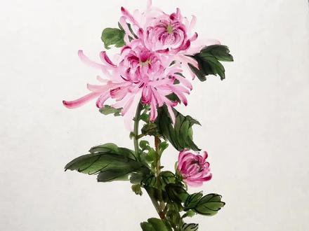 国画菊花画法 #菊花#国画菊花#梅兰竹菊#感受国画艺术 #菊花画法