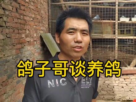鸽子哥谈养鸽,鸽子蛋,鸽子肉都有什么营养?适合哪些人群食用? #三农养殖 #养鸽 #返乡创业 #农村创业养殖 #鸽子汤