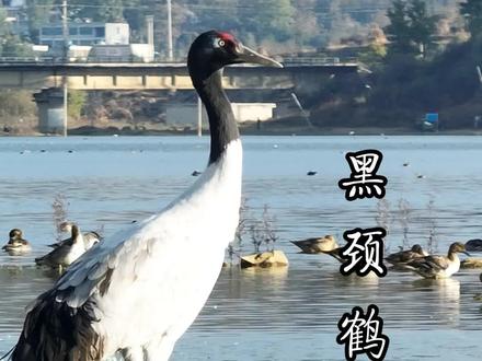 虽然经常在威宁看到黑颈鹤,可关于它你了解多少呢?#威宁黑颈鹤 #黑颈鹤