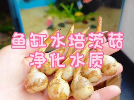 鱼缸水培茨菇,是种什么体验,一起期待吧#新手养鱼#轻松养鱼 #养鱼日记 #鱼缸 #水培植物