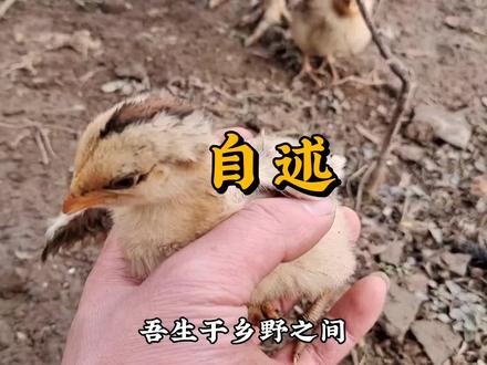 都在讲自述,那我也来一下吧!#我的乡村生活 #新农人计划2023 #乡村守护人 #农村生活 #记录真实生活