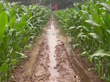 一毫米的降雨量到田地里是什么概念? #传播农业小知识 #三农 #农业种植 #农业种植技术
