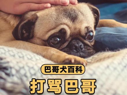 打骂巴哥,它就能变乖? #巴哥犬 #打狗狗 #狗狗变乖 #萌宠日常记录 #养狗知识