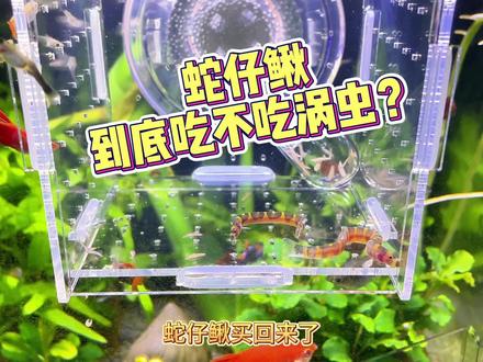 蛇仔鳅到底吃不吃涡虫 #涡虫 #蛇仔鳅 #草缸