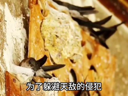燕窝,居然是燕子的唾液形成的#燕窝知识 #燕窝知识科普 #燕窝 #科普知识