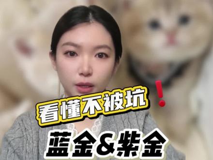蓝金&紫金怎么鉴别❓看懂不被坑❗️#新手养猫 #买猫避坑 #蓝金渐层 #紫金渐层 #长毛紫金