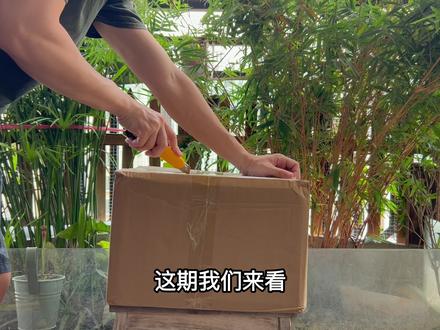 【新鱼介绍】比起鲸鱼,还是更像烤肠:紫金绞鲸、铅色绞鲸、馒头绞鲸、奥里诺科黄金绞鲸#水族 #养鱼日记 #科普 #鱼 #萌宠