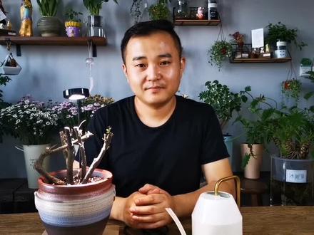 小叶紫檀植物发生枯叶掉叶我们该如何处理