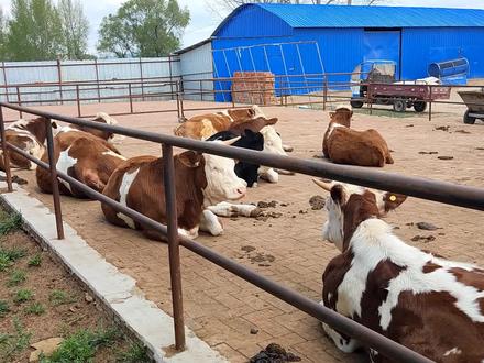 养牛圈舍格局基本大同小异,没有什么太大变化,主要还是地面处理 #西门塔尔繁殖母牛 #西门塔尔 #繁殖母牛