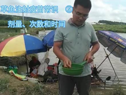 注射疫苗的剂量、次数和时间#三农 #抖音助农 #水产养殖