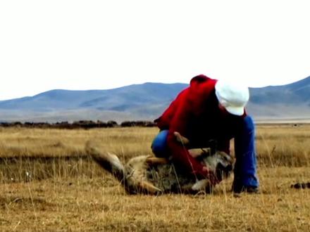 重返狼群李微漪带着格林来到若尔盖大草原野化训练期间身染重病要回成都修养几天期间格林独自每天都在等待狼妈的归来15天后李微漪又与格林再次相见
2010年秋,若尔盖草原野化期,李微漪因高原肺水肿+冰雹风寒病重,无奈返成都治疗,将格林托付牧民扎西,这是他俩第一次分离,整整15天。
分离时格林疯追车队,跑至力竭才停下,此后每天守在李微漪离去的路口,从日出等到日落,任凭原寒风肆虐,寸步不离盼她归来。
15天后李微漪病愈疾驰回草原,刚到路口轻声唤"格林",那道灰色身影瞬间从山坡奔来,鬃毛凌乱沾着枯草,不顾一切扑进她怀里,喉咙里呜咽着,似委屈又似狂喜,脑袋一个劲蹭她脖颈,久久不肯松开。
重逢的拥抱滚烫,却也让李微漪揪心﹣-15天里格林跟狗群混熟,会犬吠、不怕人,野性渐褪,也让她更坚定要带格林找狼群、归自然的决心。