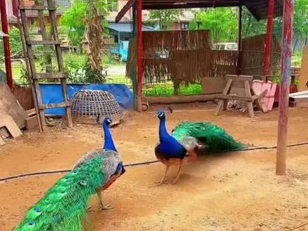 一年级语文上册《比尾巴》自学预习单。全册课文朗读+生字组词+详细讲解重难点。